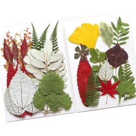 GUTLIVTAG Dried Pressed Leaves, Natural Fall Pressed Leaf Bulk Paired with Pressed Flowers for Crafts Resin Fillers DIY Art Scrapbook Handmade (Fall Leaf)