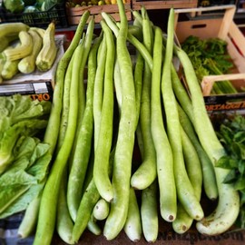 CEMEHA SEEDS - Seeds Calabash Long Gourd Lagenaria Giant Non GMO Vegetable for Planting