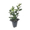 Asiatic Jasmine Minima - 30 Live Plants - Trachelospermum Asiaticum