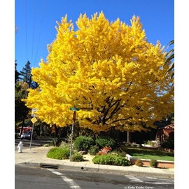 Ginkgo Biloba Tree (Maidenhair Tree) - Live Plant - (2.5 QT)