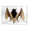 M, L & XL Sizes 3pcs Bats Insect Specimens in