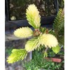 Silver Seedling Oriental Spruce - New Rare Almost Pure White