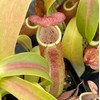 Nepenthes Sanguinea Pitcher Plant - Live Carnivorous - Beginner Friendly