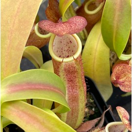 Nepenthes Sanguinea Pitcher Plant - Live Carnivorous - Beginner Friendly Tropical Pitcher Plant by Savage Gardeners