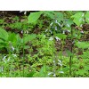 Fresh Lyreleaf Sage Salvia Lyrata Native 300 seeds Fresh From