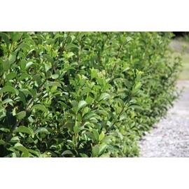 Sweet Viburnum - 12 Large Live Plants - Viburnum Odoratissimum - Fast Growing Privacy Hedge