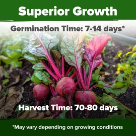 HOME GROWN Detroit Dark Red Beet Seeds 2 Pack (Beta vulgaris) - Approx. 1000 Heirloom Non-GMO Vegetable Seeds for Planting - High Germination Garden Seeds Ideal for Planting Red Beets in Your Garden