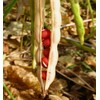 TomorrowSeeds Adzuki Red Bean Seeds |Azuki Aduki Mung Cowpea Edamame