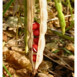 TomorrowSeeds Adzuki Red Bean Seeds |Azuki Aduki Mung Cowpea Edamame Asian Vegetable Seed 2024