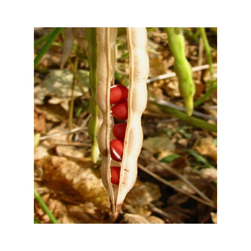 TomorrowSeeds Adzuki Red Bean Seeds |Azuki Aduki Mung Cowpea Edamame