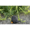 Stone and Style Stone Figure Bird Blackbird Frost Resistant Weatherproof