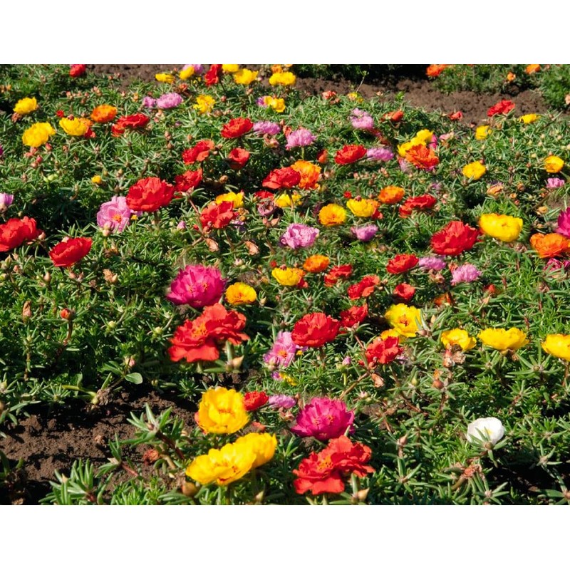 Seeds Moss Rose Double Mix Portulaca Annual Flowers
