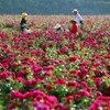 CoolCrafts Dried Rose Buds Edible Fragrant Dried Flowers for Tea,