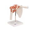 3B Scientific A80 Functional Shoulder Joint - 3B Smart Anatomy