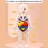 Deluxe Rompecabezas 3d Cuerpo Humano Juguete Didáctico Niñas Niños