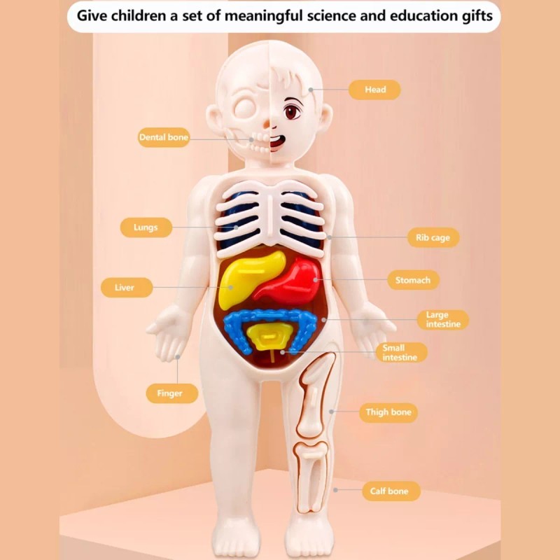 Deluxe Rompecabezas 3d Cuerpo Humano Juguete Didáctico Niñas Niños