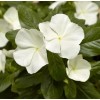 Vinca Seeds Cora XDR White 25 Seeds New Variety 2020