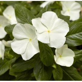 Vinca Seeds Cora XDR White 25 Seeds New Variety 2020