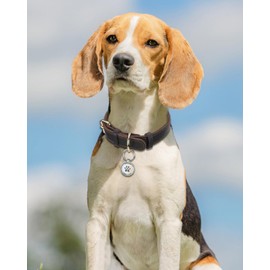 Joytale Hundehalsband Leder mit QR ID Tag, Weiches Echtleder Hundehalsband Langlebiges und Verstellbare für Mittlere Hunde, Braun, M