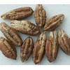 Medjool Date Palm Tree Seeds - Phoenix Dactylifera - 10