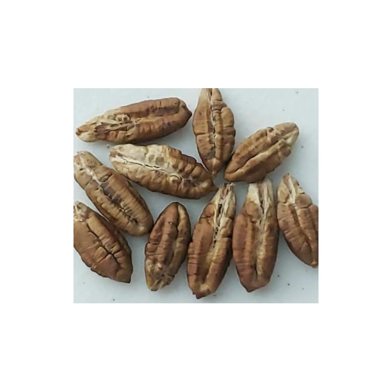 Medjool Date Palm Tree Seeds - Phoenix Dactylifera - 10