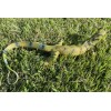 Monitor Lizard Replica - Young Green - AAA Realistic PVC