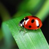 KEYSPACE Ladybird Keyring Lucky Beetle as Cute Key Ring Ladybird,