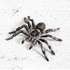 BOTICAKO BOTICAKO Realistic Fake Snake & Fake Spider, Prank Stuff