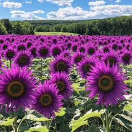ZEshops 50pcs ‘Violet Glow’ Purple Sunflower Seeds Rare Variety for Garden Beds