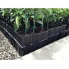 Stuewe & Sons – Citrus Treepot Growing Kit – CP512CH