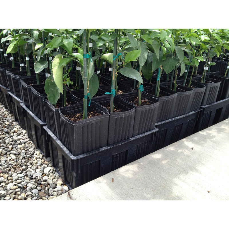 Stuewe & Sons – Citrus Treepot Growing Kit – CP512CH