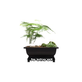 Cotta Planters Bonsai Pot – 2-Pack 9 Inch Bonsai Training Pot with Elegant Stand – Antique Brown Bonsai Pots with Mesh Drainage – Luxurious Bonsai Tree Pots Indoor Made with Recycled Plastic