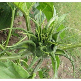 Sunflower Seeds for Planting 50 Pcs Seeds Rare Multi Color Garden Seeds Sunflowers