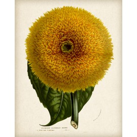 Giant Sunflower Botanical Illustration-Helianthus Californicus Insignis 18x24 Unframed Print, Vintage Scientific Art Style, Floral Art for Classroom, Office, Living Room, Sunroom, Cottagecore Décor