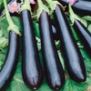 RAISE ME UP: Seeds Black Eggplant Long Pop Non GMO