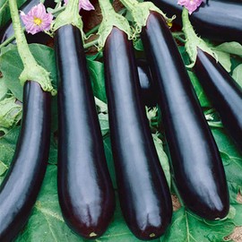 RAISE ME UP: Seeds Black Eggplant Long Pop Non GMO Heirloom