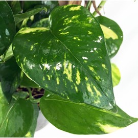 Golden Devil's Ivy - Pothos - Epipremnum - 6" Hanging Pot - Clean Air Machine