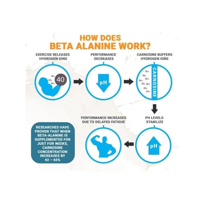 VITA PHARMA Beta Alanine 500mg 240 Capsules | Sports Nutrition