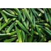 Southeast Seeds 15+ Clemson Okra Seeds, Lady's Fingers seeds, Dau Bap seeds