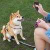 Barks No More Dog Training Device, Ultrasonic Barking Control Whistle