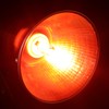 Heat Lamp for Chickens Coop Tiny Chick Brooder, Infrared Flood