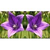 CEMEHA SEEDS - Canterbury Bells Mix Cup and Saucer Giant