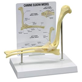 Canine Elbow Joint Model | Animal Body Anatomy Replica of Normal Dog Elbow for Veterinary Office Educational Tool | GPI Anatomicals
