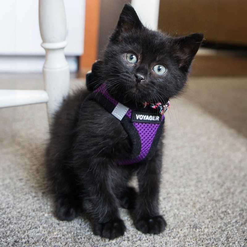 Voyager Step-in Air Dog Harness - All Weather Mesh, Reflective,