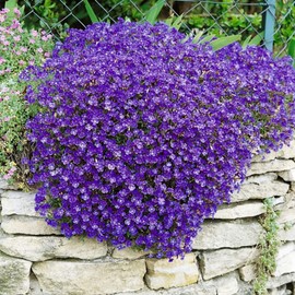 KIRA SEEDS - Seeds Purple Rock Cress - Perennial Flowers for Planting