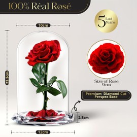 INTIGNIS Vera Rosa Conservata in Cupola di Vetro, Rosa Stabilizzata 25 cm con Fiore 8 cm, Durata Fino a 5 Anni, Base Decorativa, Idea Regalo Elegante per Lei, (Rossa)