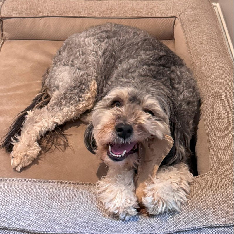 SPOT Dura-Fused Leather Small Bone Dog Toy – Durable Chew