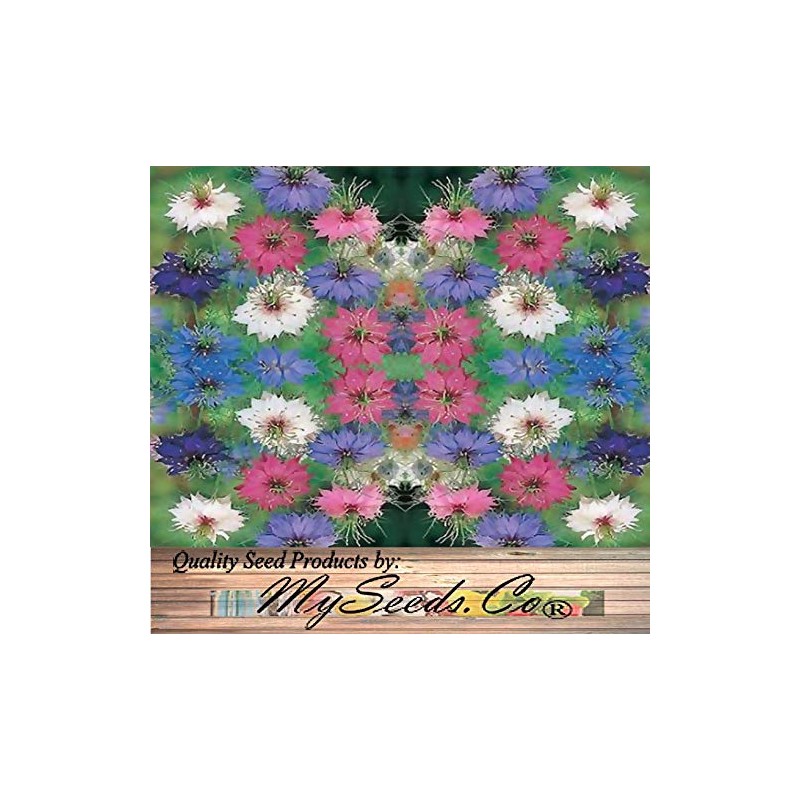 Big Pack (12,000) - Love In A Mist Mix Flower