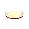 QWORK Glass Petri Dishes with Lid, Thicken, 120mm x 26mm,