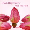 MQUPIN Rose Bud Tea Dried Red Rose Petal Flower Edible